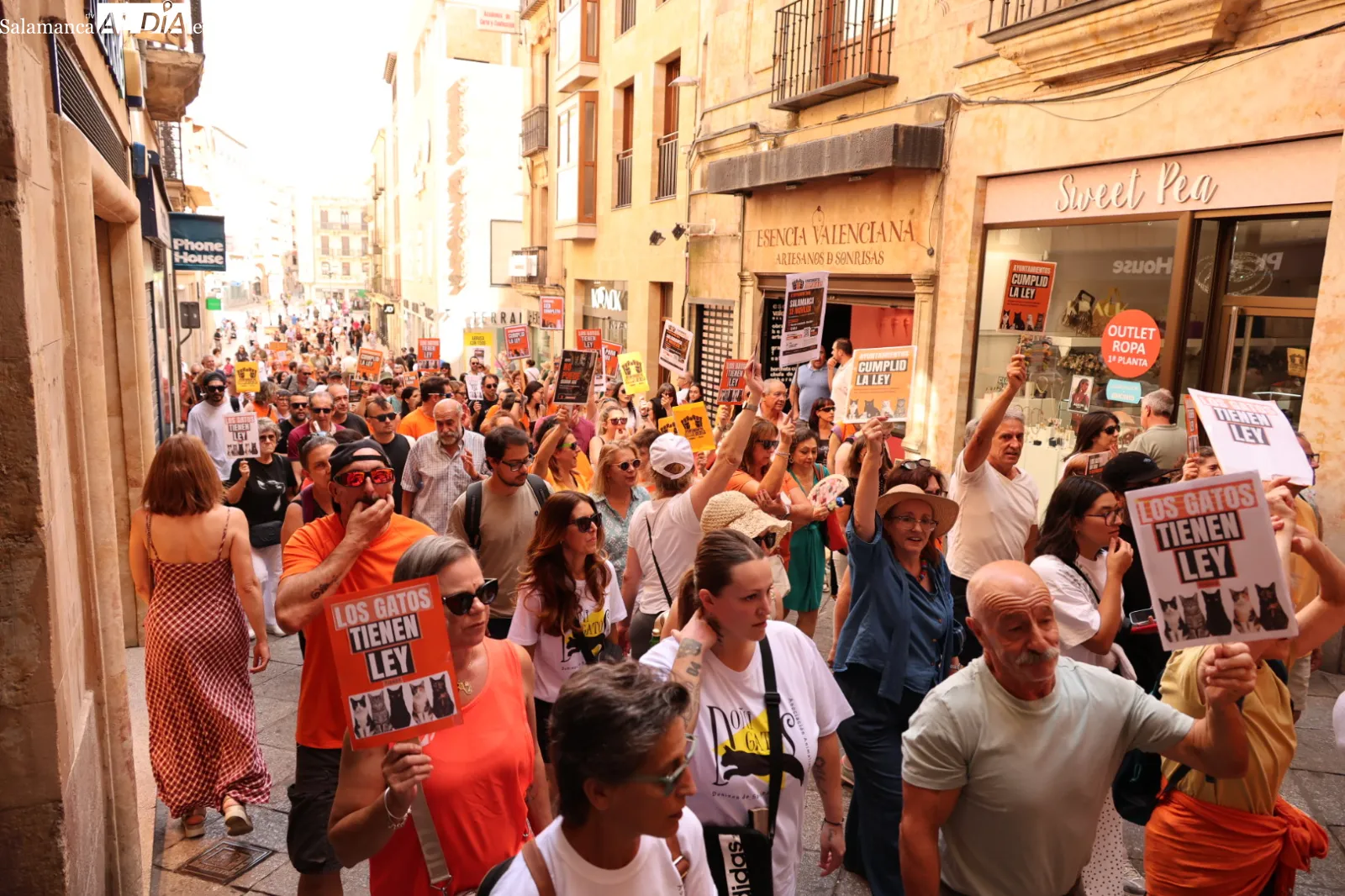 Las protectoras de Salamanca exigen por ley la gestión municipal de las colonias felinas | Fotos: David Sañudo