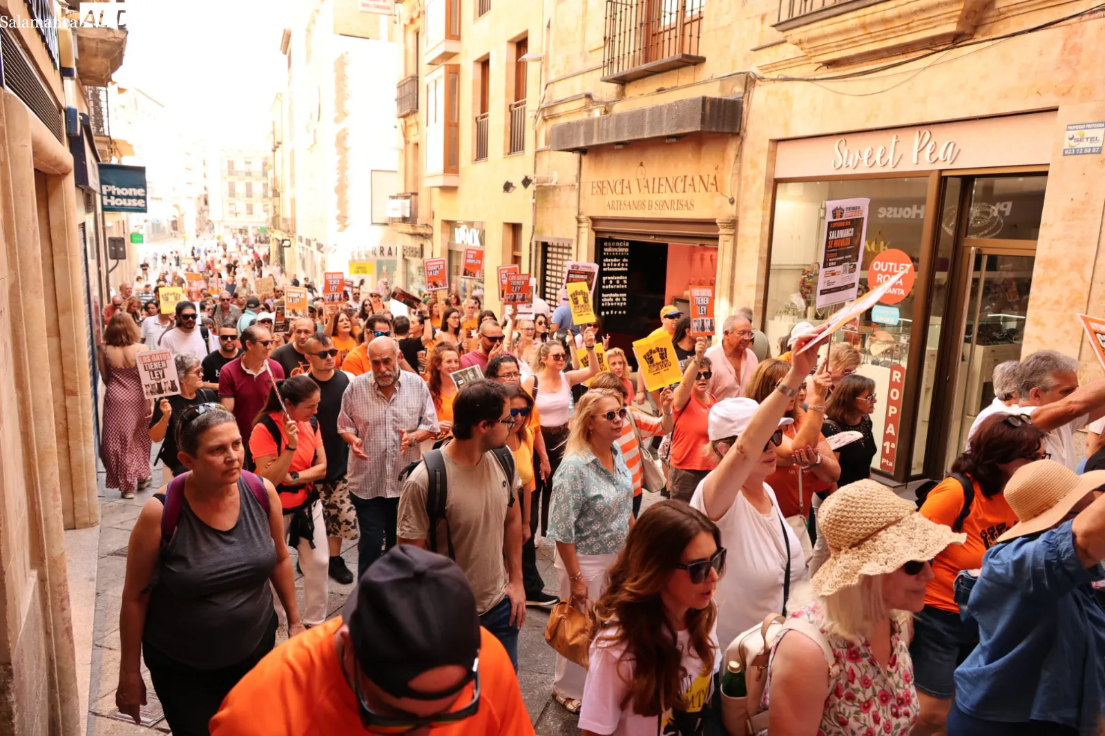 Las protectoras de Salamanca exigen por ley la gestión municipal de las colonias felinas | Fotos: David Sañudo