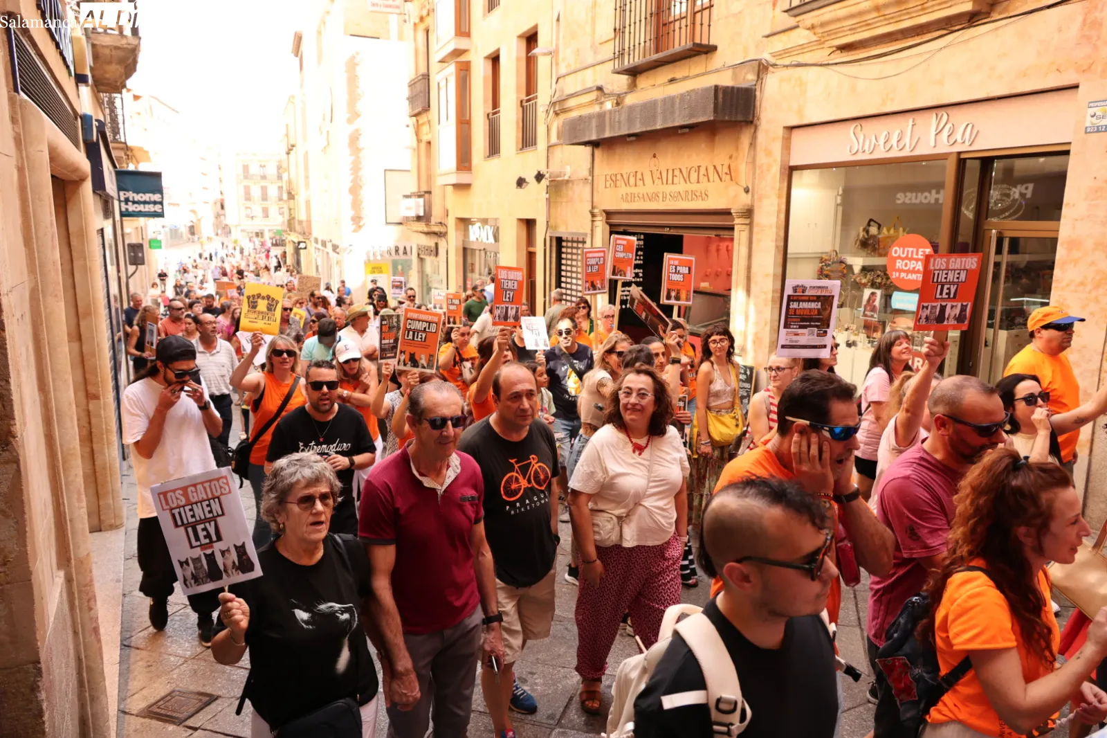 Las protectoras de Salamanca exigen por ley la gestión municipal de las colonias felinas | Fotos: David Sañudo