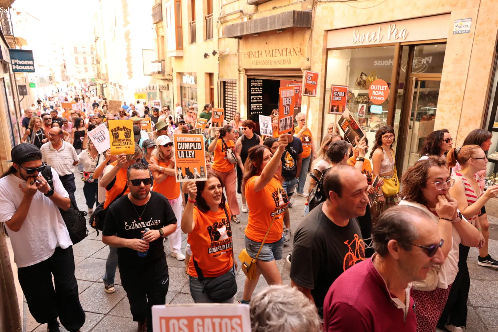 Las protectoras de Salamanca exigen por ley la gestión municipal de las colonias felinas | Fotos: David Sañudo