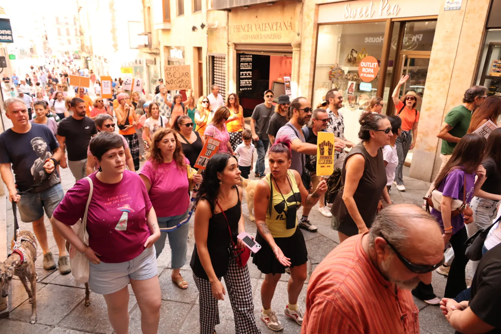 Las protectoras de Salamanca exigen por ley la gestión municipal de las colonias felinas | Fotos: David Sañudo