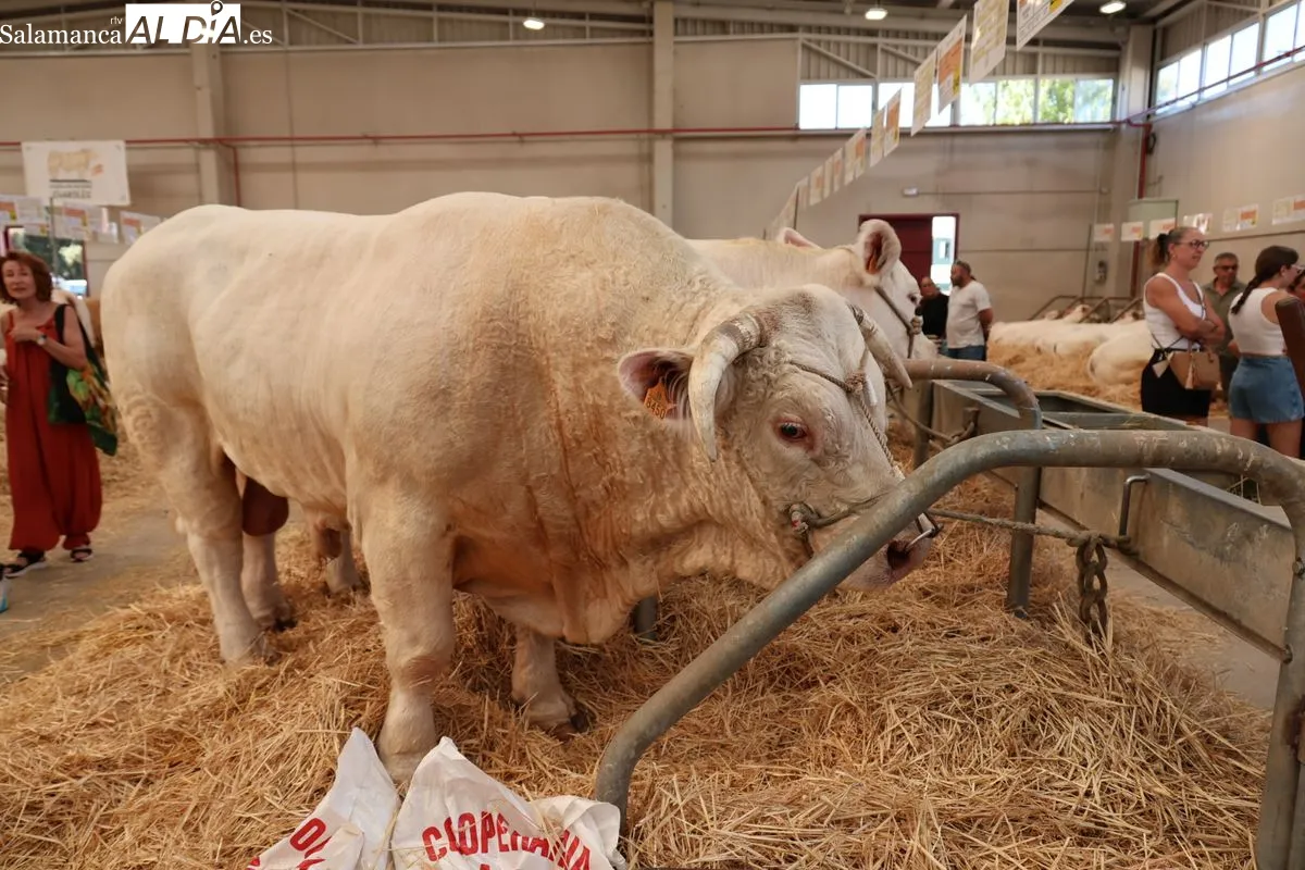 Así ha sido la primera mañana de Salamaq: ambiente, campo y tradición en el recinto ferial | FOTOS: David Sañudo 