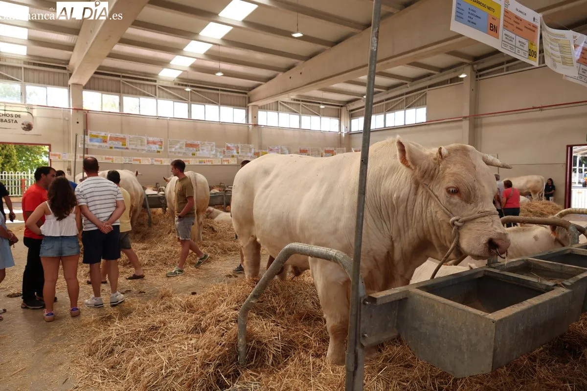 Así ha sido la primera mañana de Salamaq: ambiente, campo y tradición en el recinto ferial | FOTOS: David Sañudo 