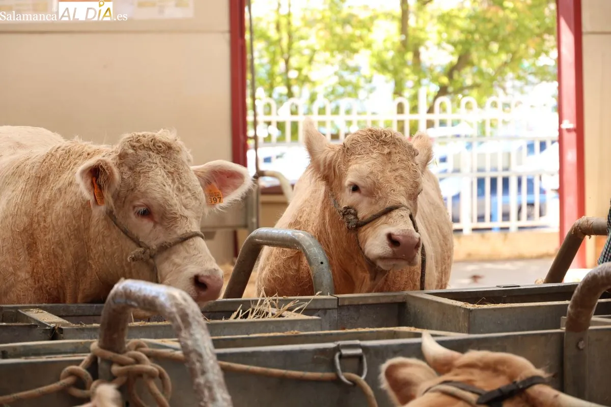 Así ha sido la primera mañana de Salamaq: ambiente, campo y tradición en el recinto ferial | FOTOS: David Sañudo 