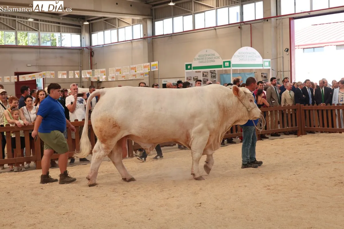 Así ha sido la primera mañana de Salamaq: ambiente, campo y tradición en el recinto ferial | FOTOS: David Sañudo 