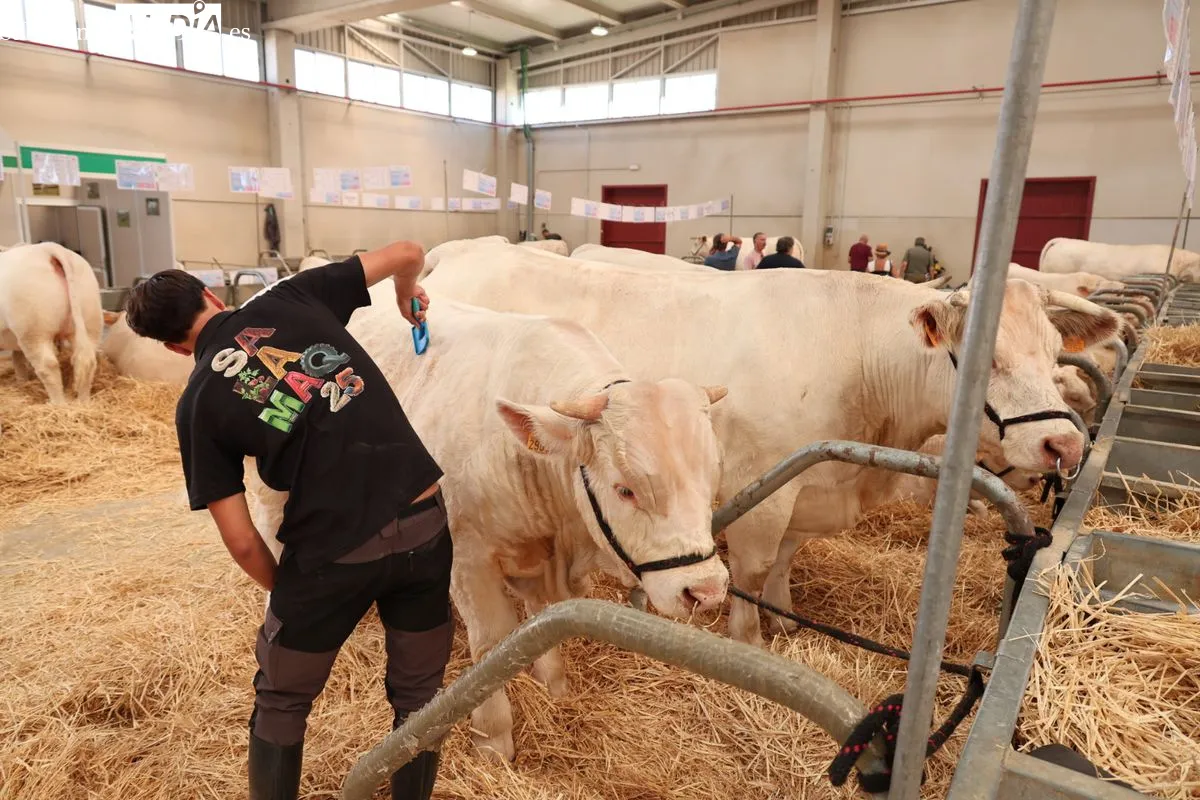 Así ha sido la primera mañana de Salamaq: ambiente, campo y tradición en el recinto ferial | FOTOS: David Sañudo 