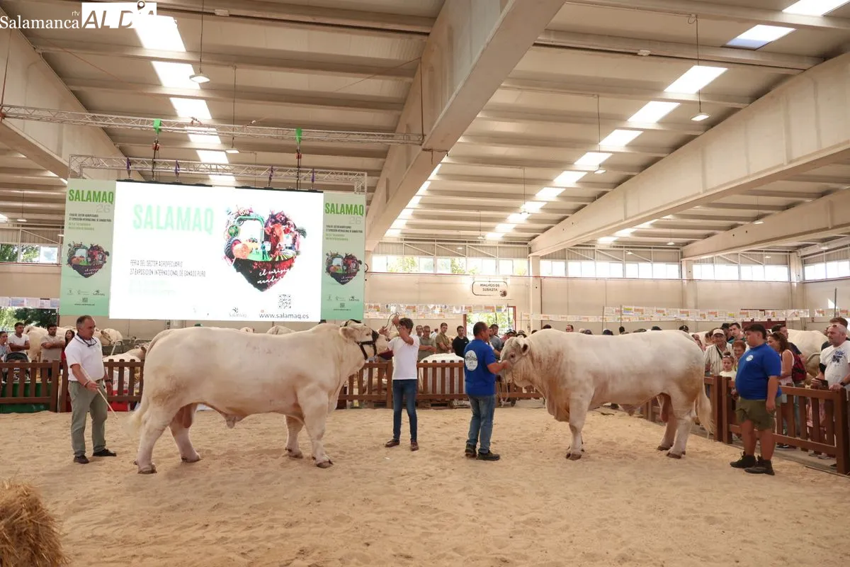 Así ha sido la primera mañana de Salamaq: ambiente, campo y tradición en el recinto ferial | FOTOS: David Sañudo 