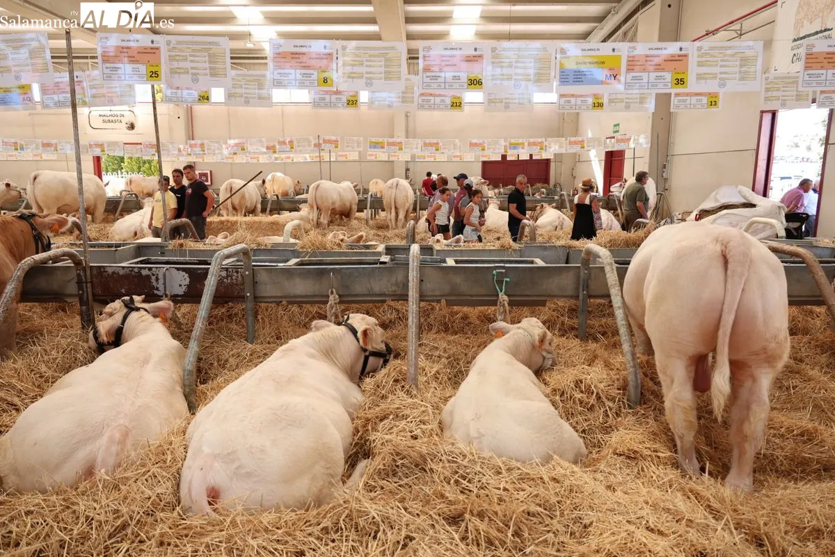Así ha sido la primera mañana de Salamaq: ambiente, campo y tradición en el recinto ferial | FOTOS: David Sañudo 