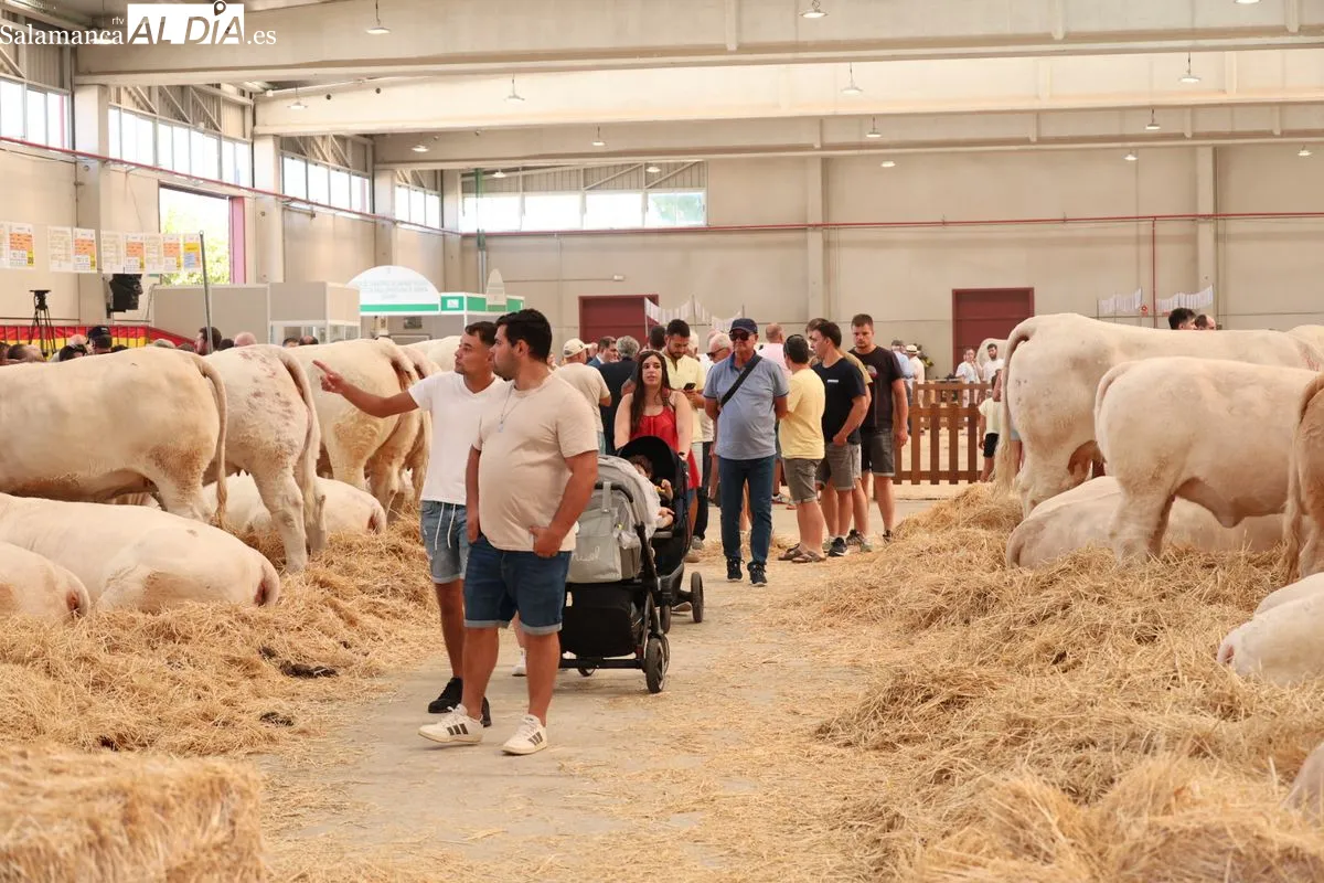 Así ha sido la primera mañana de Salamaq: ambiente, campo y tradición en el recinto ferial | FOTOS: David Sañudo 