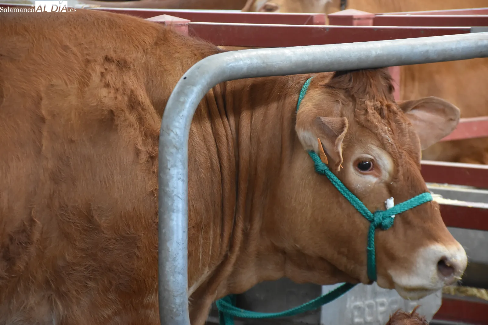 Salamaq 2026 exhibe sus primeros ejemplares premiados y una vaca limusina de casi 1.500 kilos. Fotos de Miguel González
