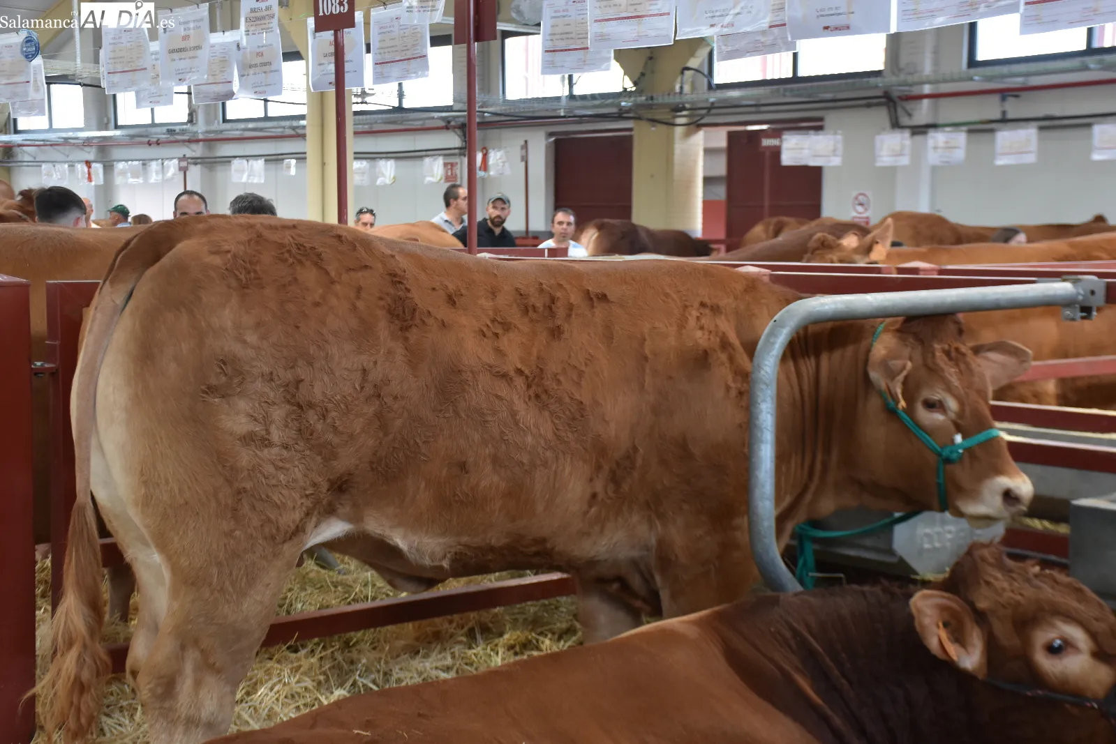 Salamaq 2026 exhibe sus primeros ejemplares premiados y una vaca limusina de casi 1.500 kilos. Fotos de Miguel González