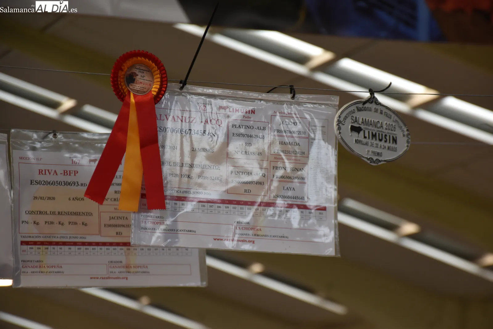 Salamaq 2026 exhibe sus primeros ejemplares premiados y una vaca limusina de casi 1.500 kilos. Fotos de Miguel González