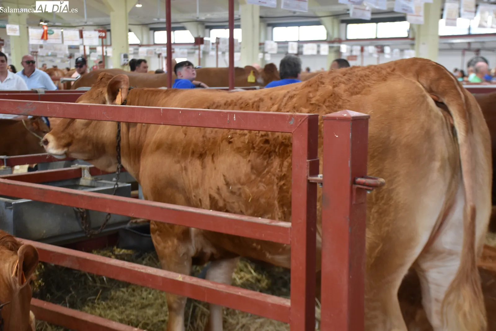 Salamaq 2026 exhibe sus primeros ejemplares premiados y una vaca limusina de casi 1.500 kilos. Fotos de Miguel González