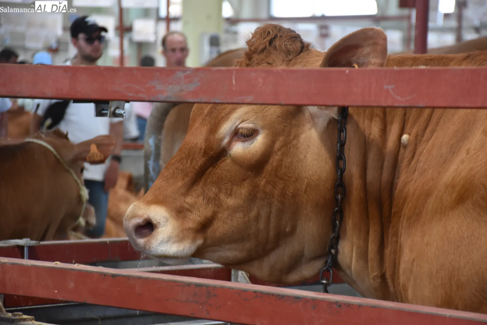 Salamaq 2026 exhibe sus primeros ejemplares premiados y una vaca limusina de casi 1.500 kilos. Fotos de Miguel González