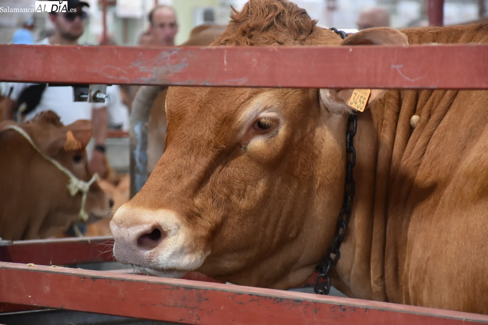 Salamaq 2026 exhibe sus primeros ejemplares premiados y una vaca limusina de casi 1.500 kilos. Fotos de Miguel González