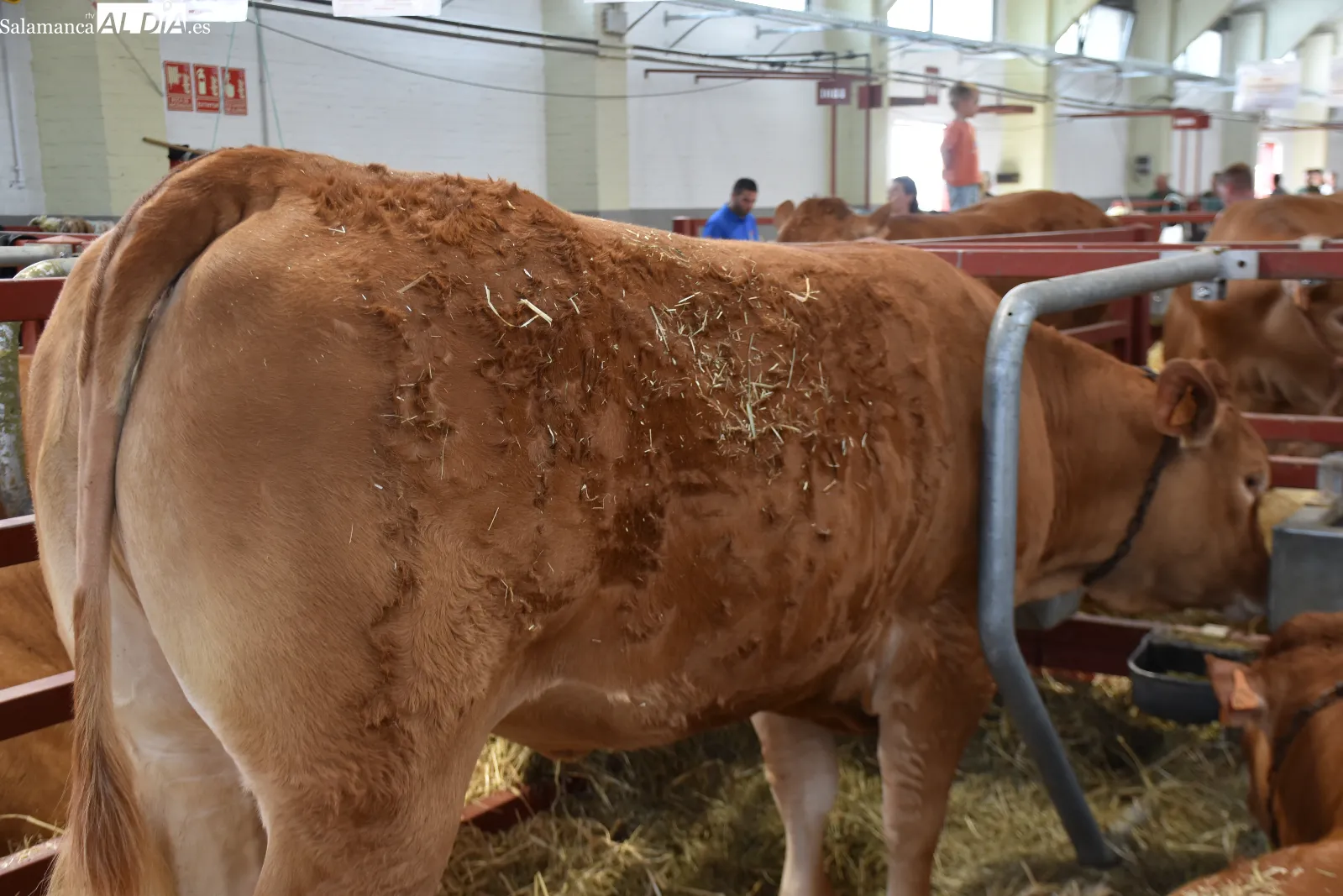 Salamaq 2026 exhibe sus primeros ejemplares premiados y una vaca limusina de casi 1.500 kilos. Fotos de Miguel González
