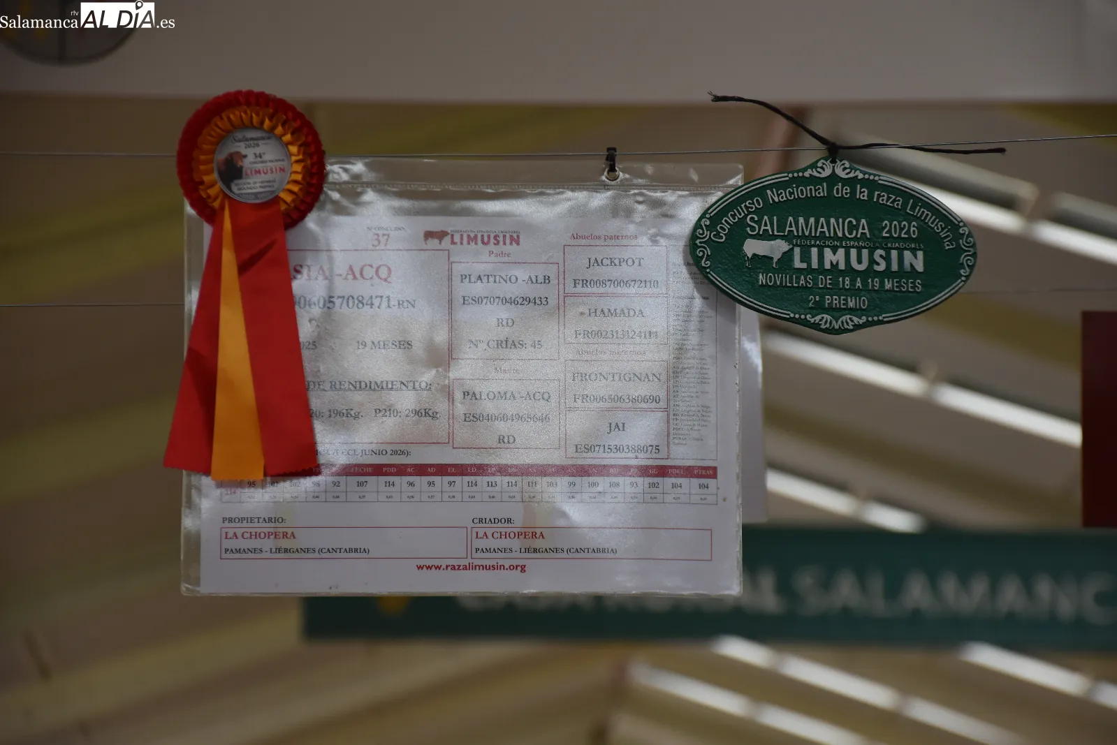 Salamaq 2026 exhibe sus primeros ejemplares premiados y una vaca limusina de casi 1.500 kilos. Fotos de Miguel González