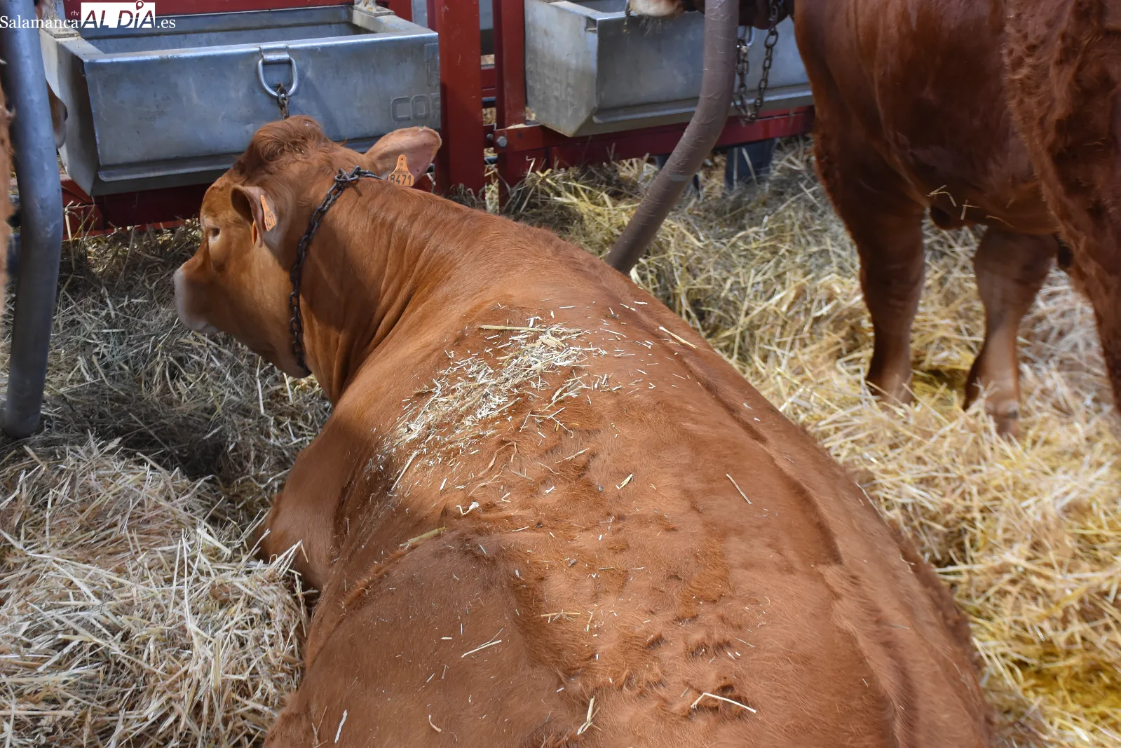 Salamaq 2026 exhibe sus primeros ejemplares premiados y una vaca limusina de casi 1.500 kilos. Fotos de Miguel González