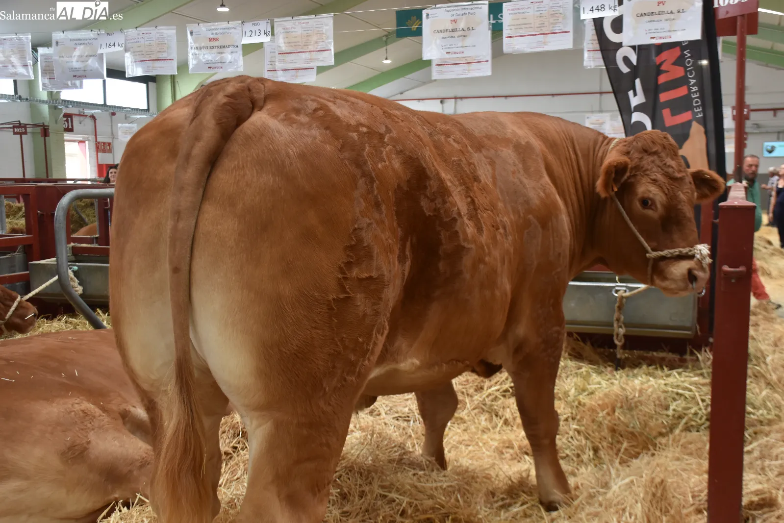 Primeros premios de la Vaca Limusina en Salamaq 2026