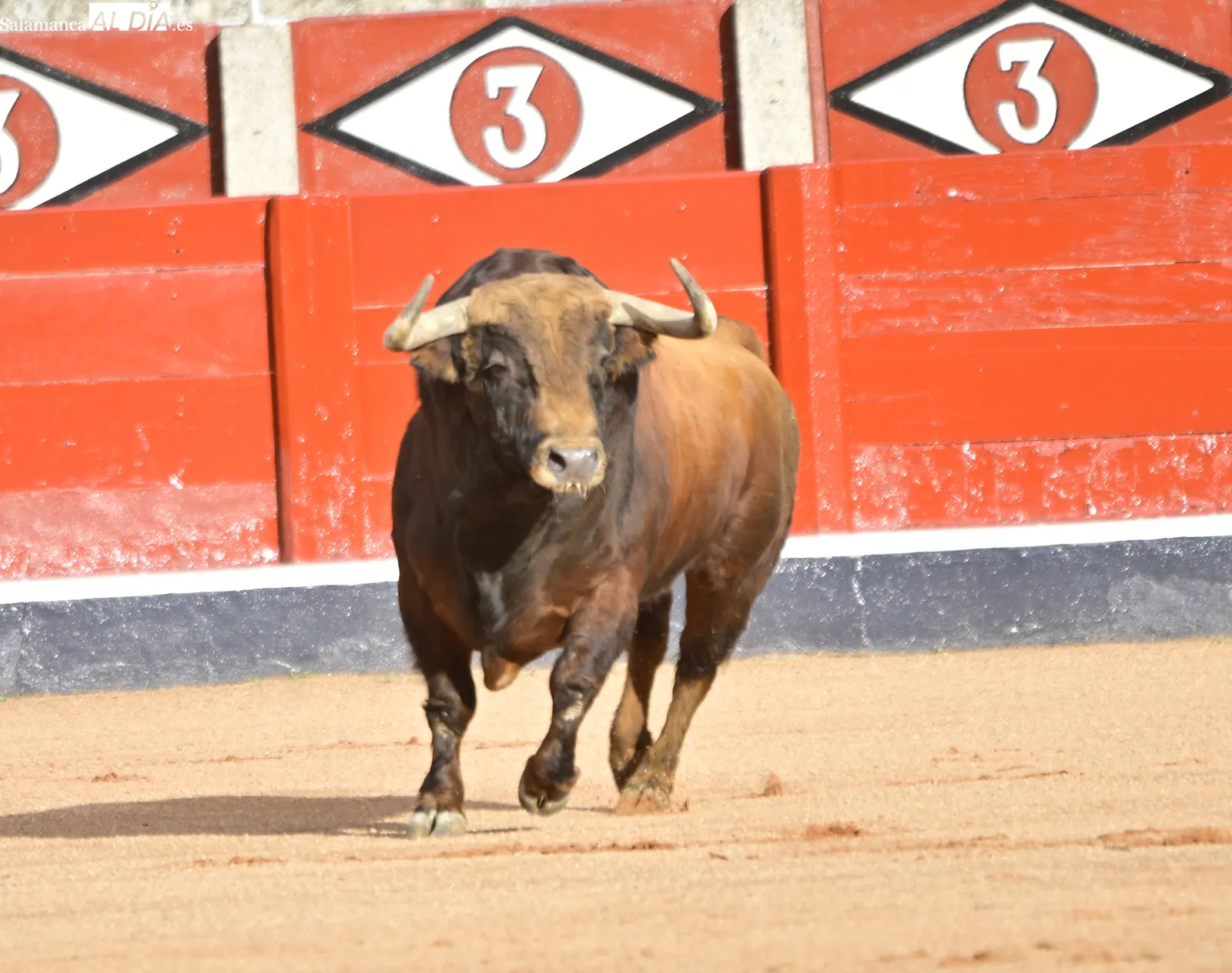 FOTOS | Montalvo se lleva la palma en el desenjaule