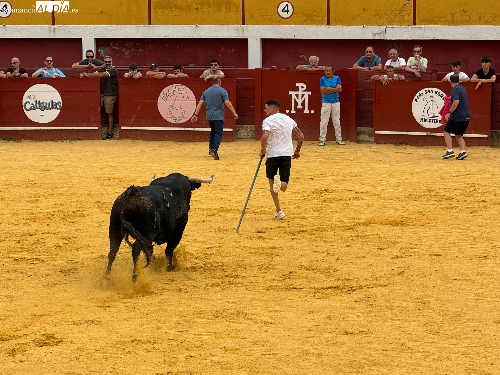 Foto 11 - El IV Toro Virgen de la Encina vuelve a reunir a multitud de aficionados en Macotera