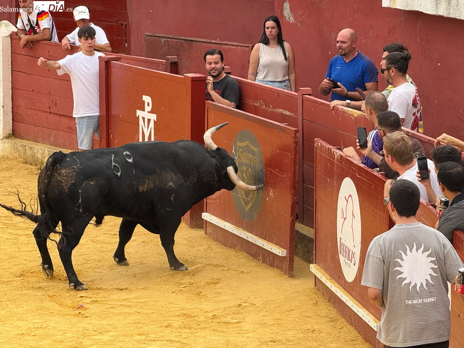 Foto 7 - El IV Toro Virgen de la Encina vuelve a reunir a multitud de aficionados en Macotera