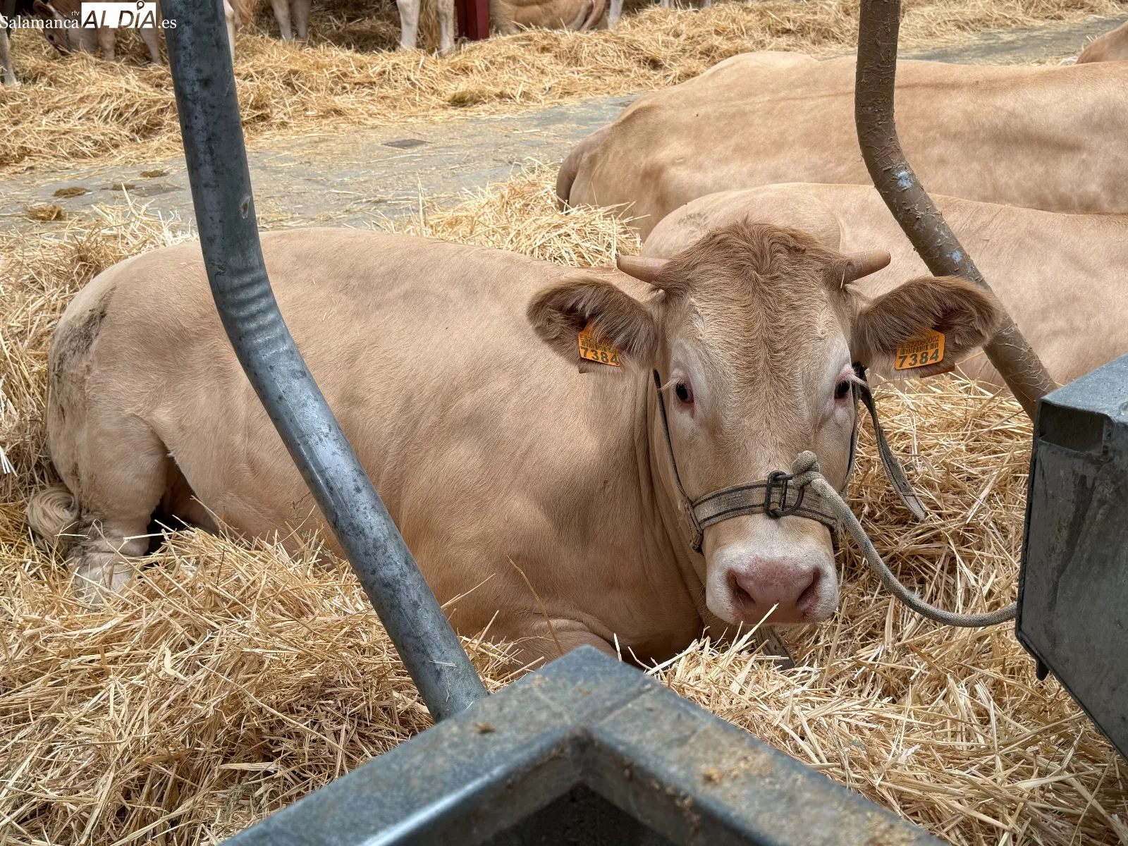 Los nombres de animales más curiosos de Salamaq 2026 | FOTOS: V.M. 