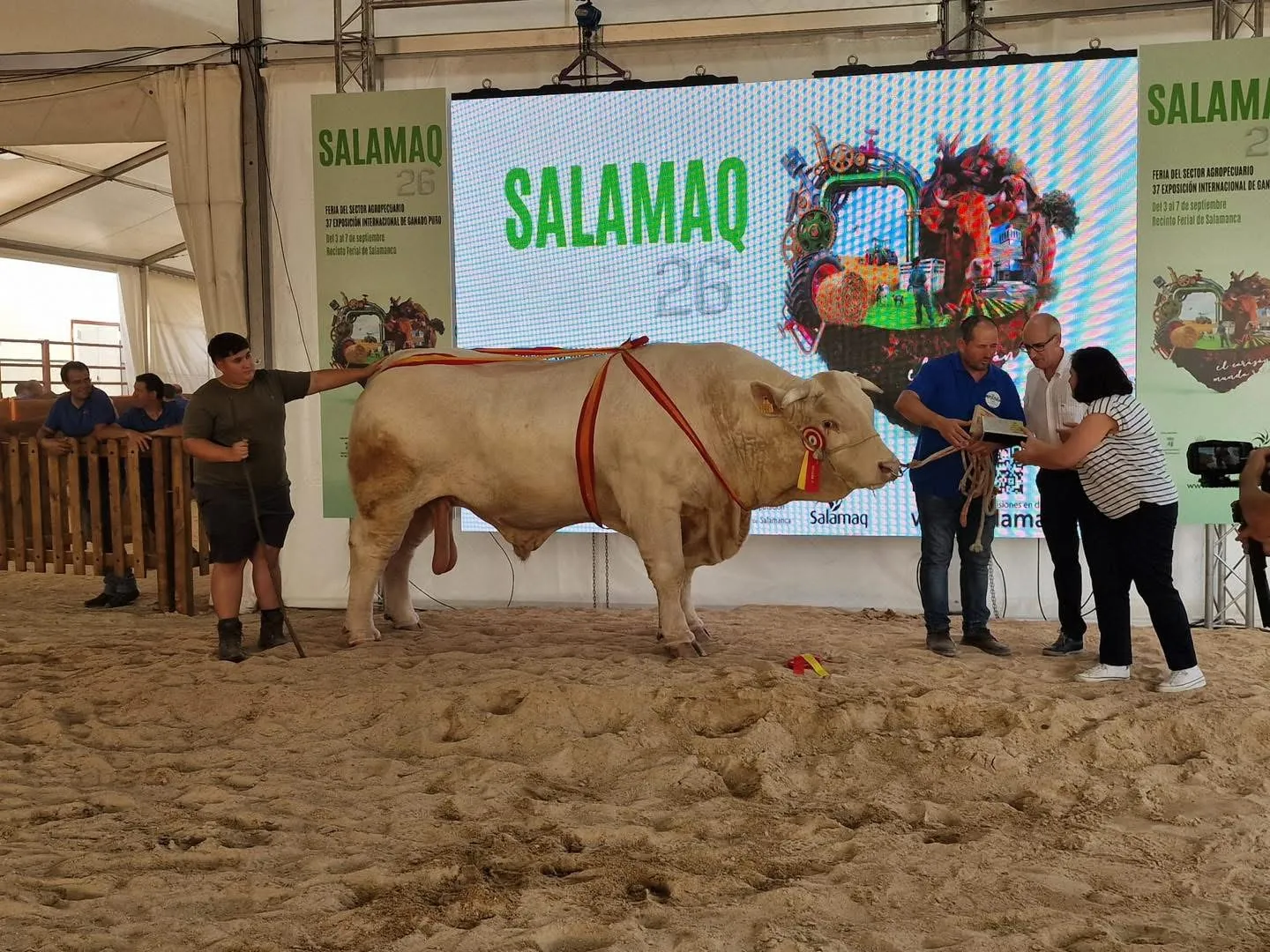 Estos son los ejemplares campeones de las razas limusina, charolesa y blonda de Aquitania | Fotos: @Salamaq´