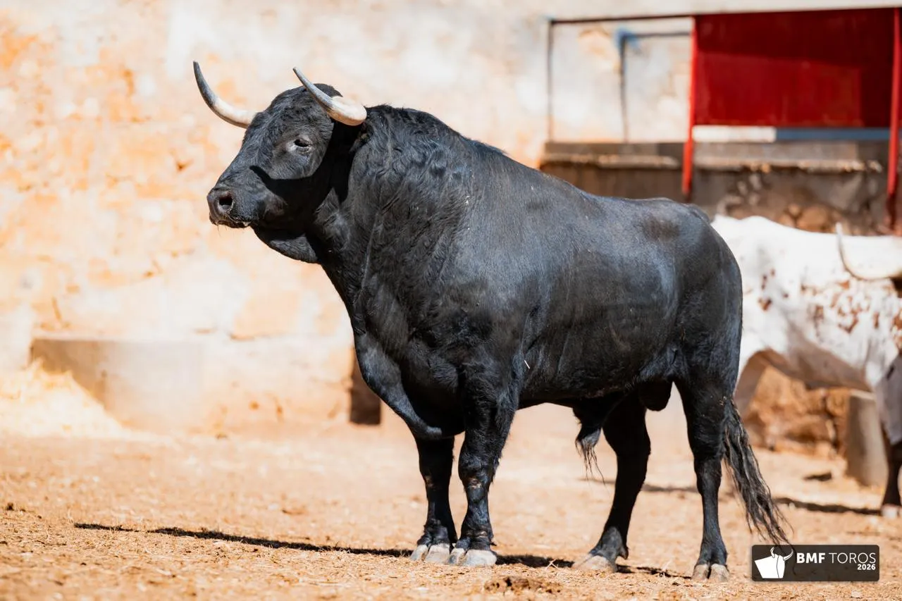 Foto 3 - FOTOS Y ORDEN DE LIDIA | Seis de Garc&iacute;a Jim&eacute;nez para la &uacute;ltima de feria