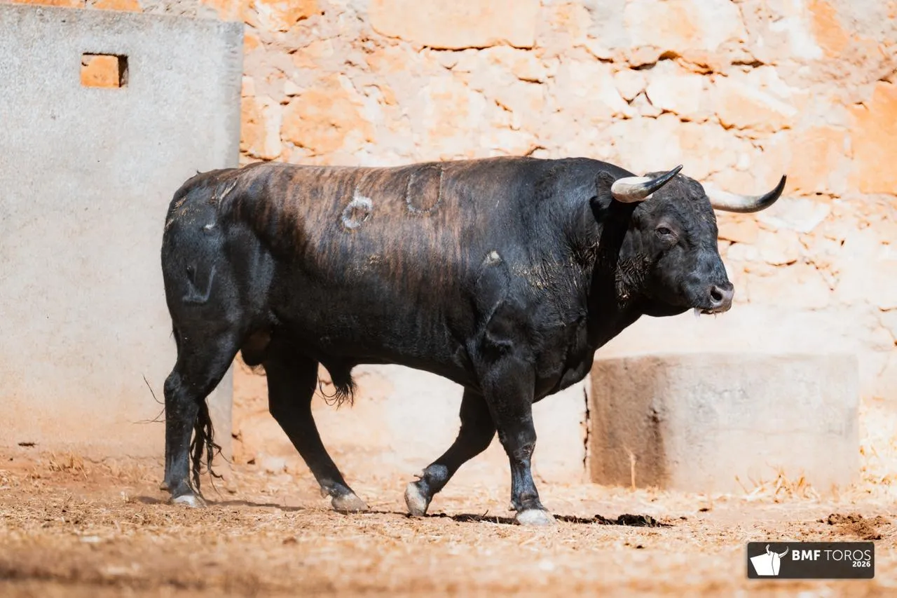 Foto 2 - FOTOS Y ORDEN DE LIDIA | Seis de Garc&iacute;a Jim&eacute;nez para la &uacute;ltima de feria