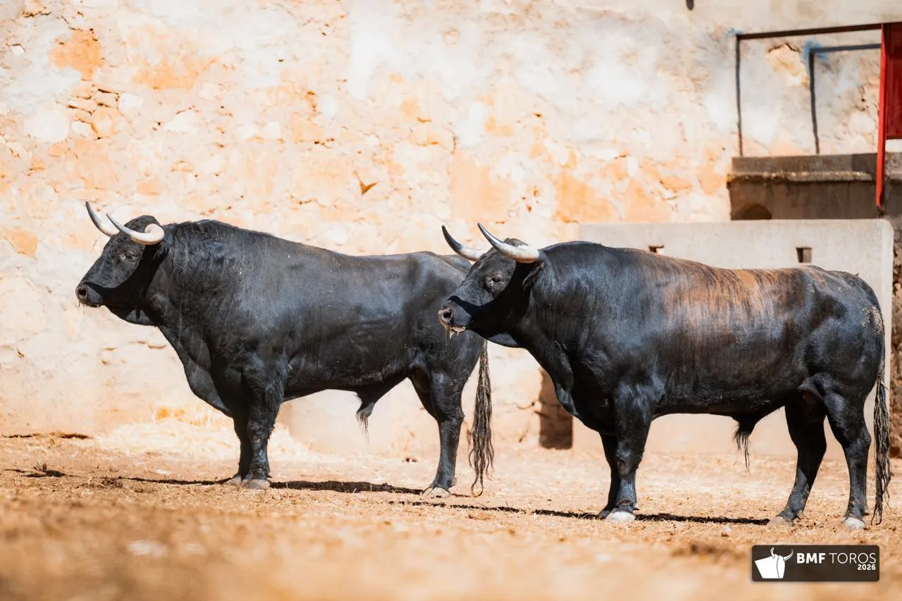 Foto 4 - FOTOS Y ORDEN DE LIDIA | Seis de Garc&iacute;a Jim&eacute;nez para la &uacute;ltima de feria