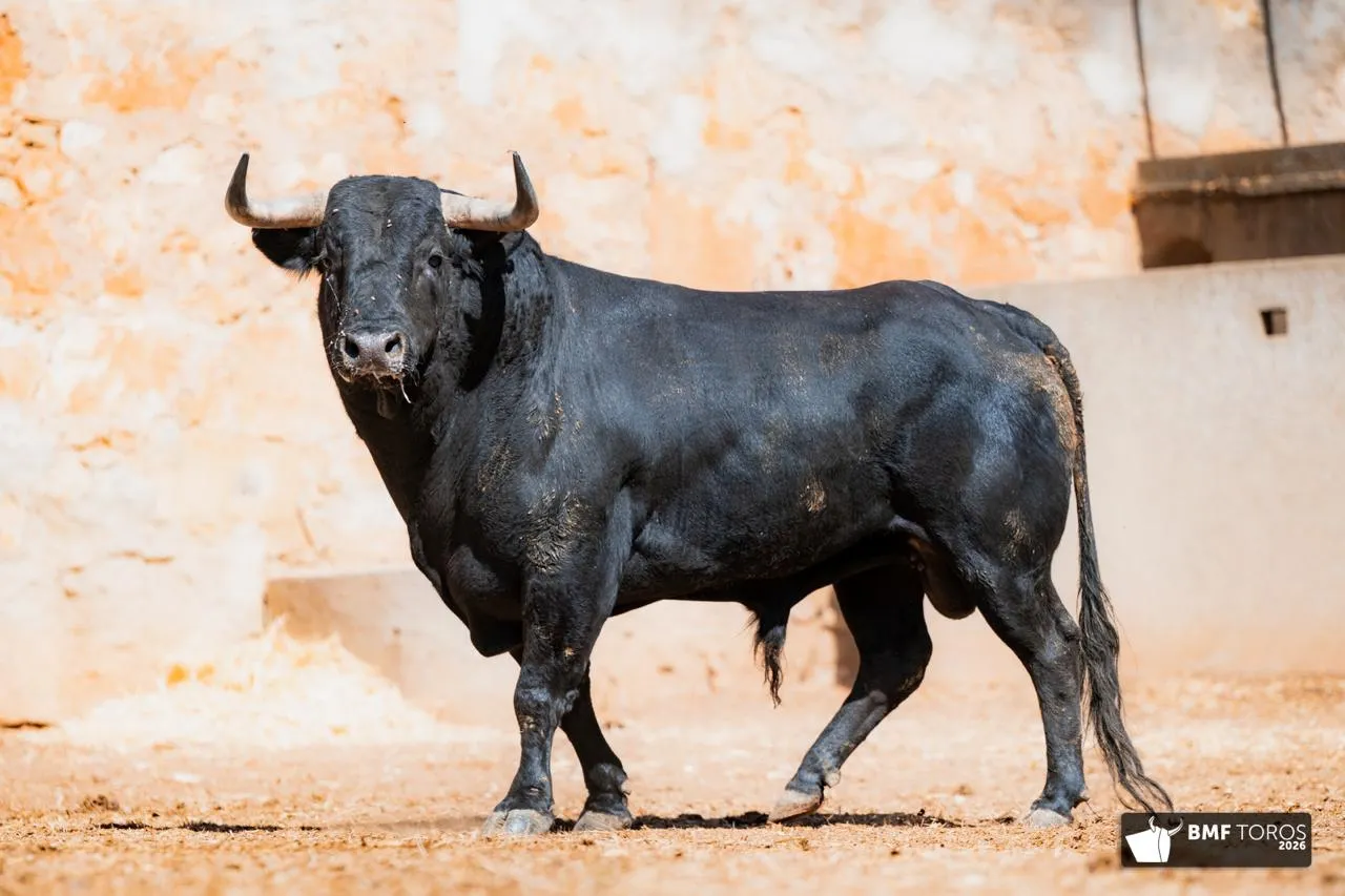 Foto 5 - FOTOS Y ORDEN DE LIDIA | Seis de Garc&iacute;a Jim&eacute;nez para la &uacute;ltima de feria