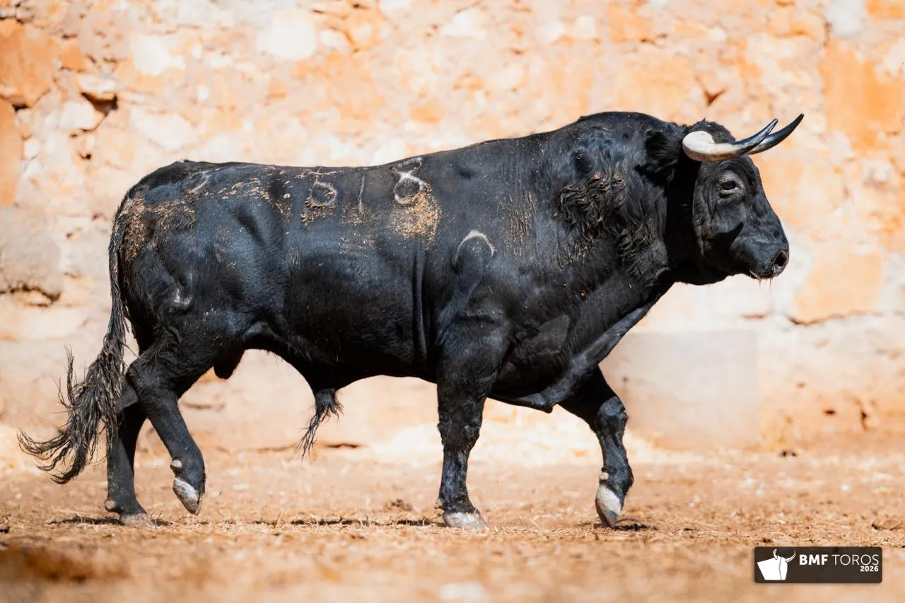 Foto 6 - FOTOS Y ORDEN DE LIDIA | Seis de Garc&iacute;a Jim&eacute;nez para la &uacute;ltima de feria