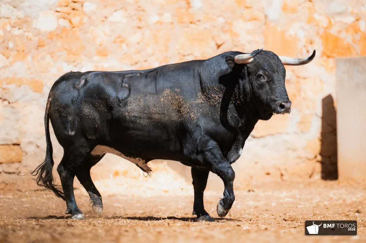 Foto 7 - FOTOS Y ORDEN DE LIDIA | Seis de Garc&iacute;a Jim&eacute;nez para la &uacute;ltima de feria