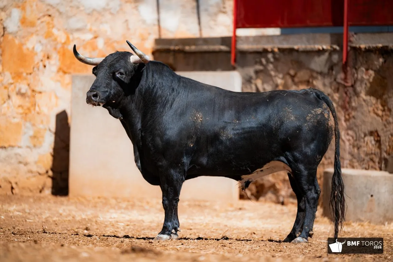 Foto 8 - FOTOS Y ORDEN DE LIDIA | Seis de Garc&iacute;a Jim&eacute;nez para la &uacute;ltima de feria