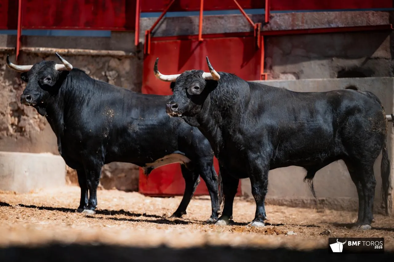 Foto 9 - FOTOS Y ORDEN DE LIDIA | Seis de Garc&iacute;a Jim&eacute;nez para la &uacute;ltima de feria