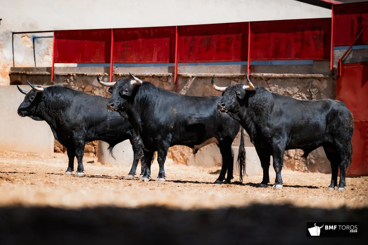 Foto 10 - FOTOS Y ORDEN DE LIDIA | Seis de Garc&iacute;a Jim&eacute;nez para la &uacute;ltima de feria