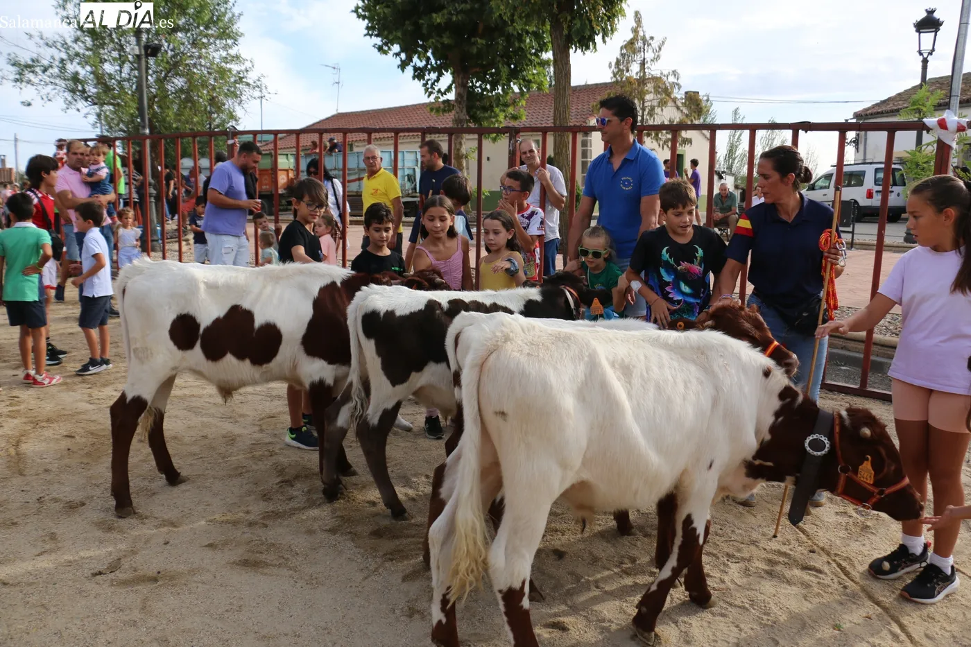 Buena afluencia de público al II Toro de Cajón de Villaseco de los Reyes / CORRAL