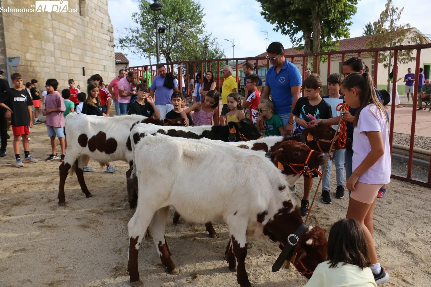 Buena afluencia de público al II Toro de Cajón de Villaseco de los Reyes / CORRAL