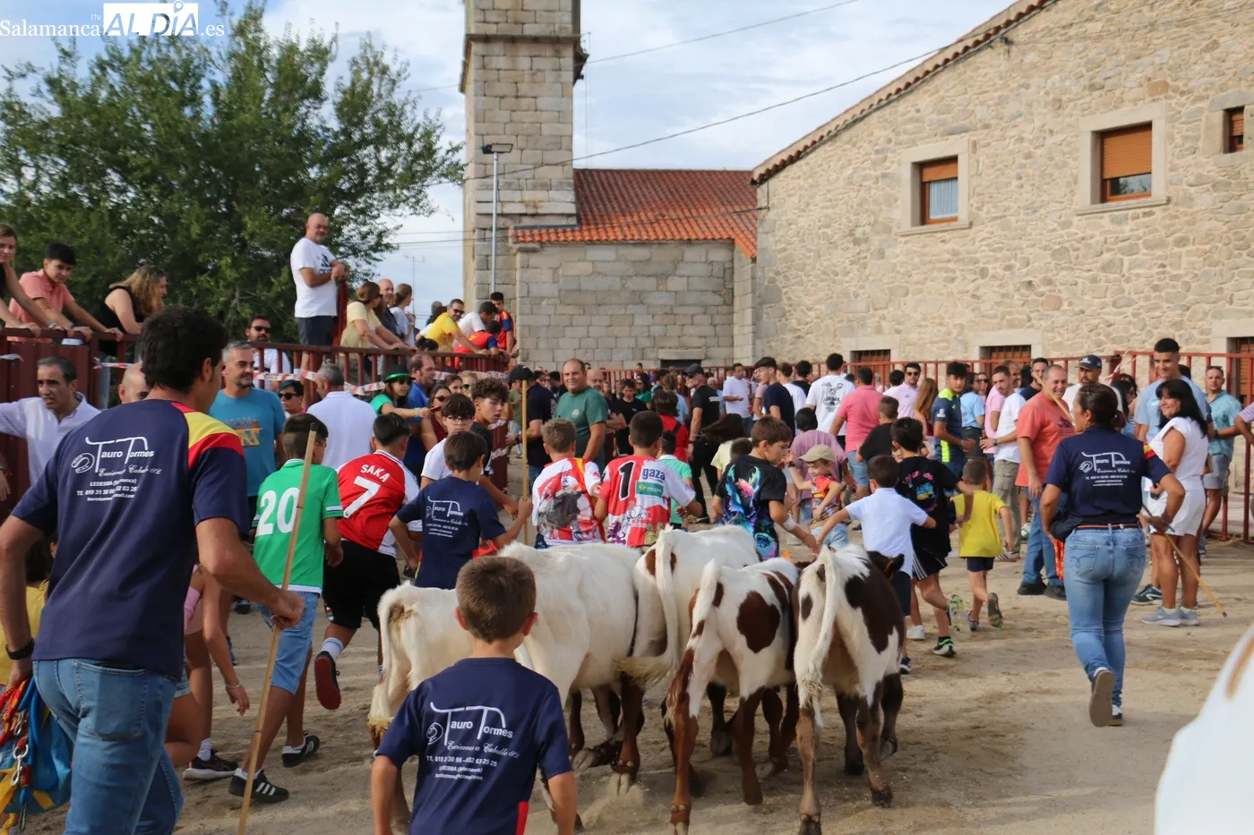 Buena afluencia de público al II Toro de Cajón de Villaseco de los Reyes / CORRAL