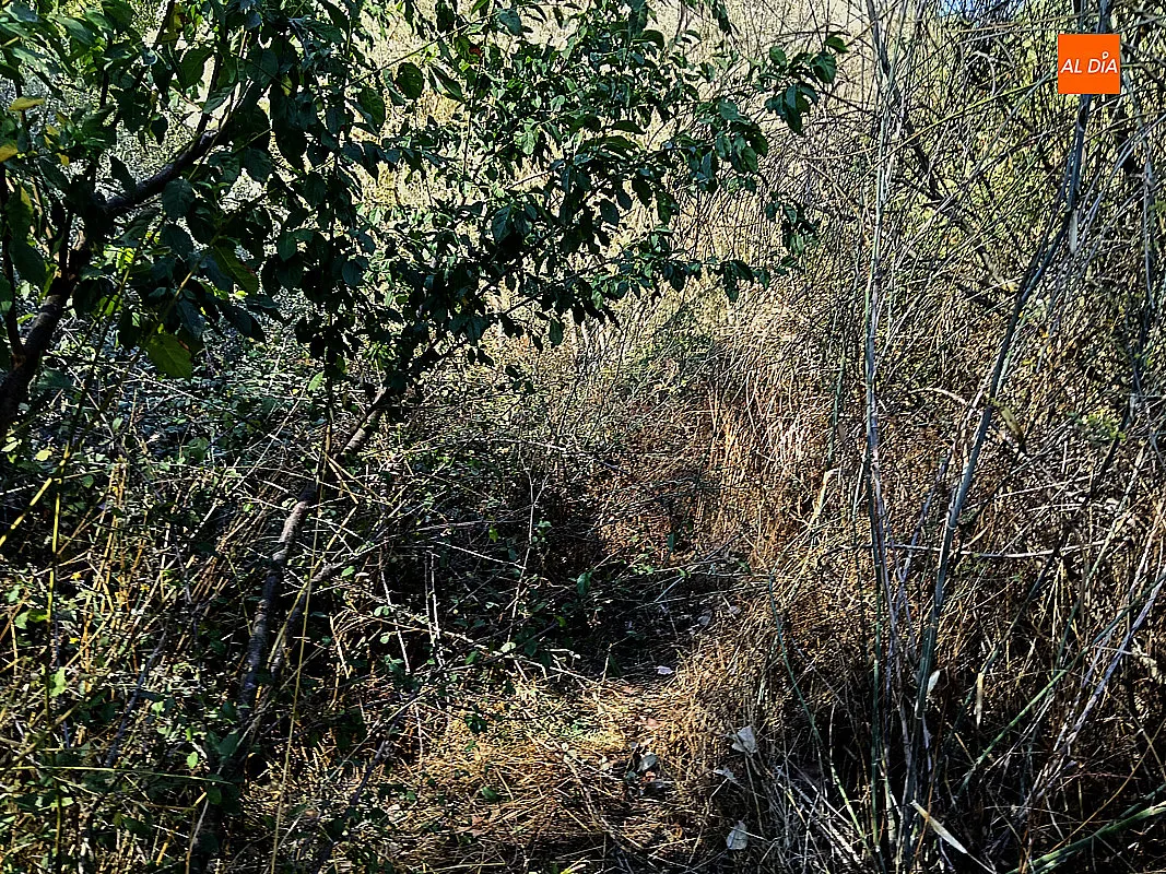 Foto 10 - El PSOE de Ciudad Rodrigo denuncia el mal estado de conservaci&oacute;n de la Ruta de los Molinos