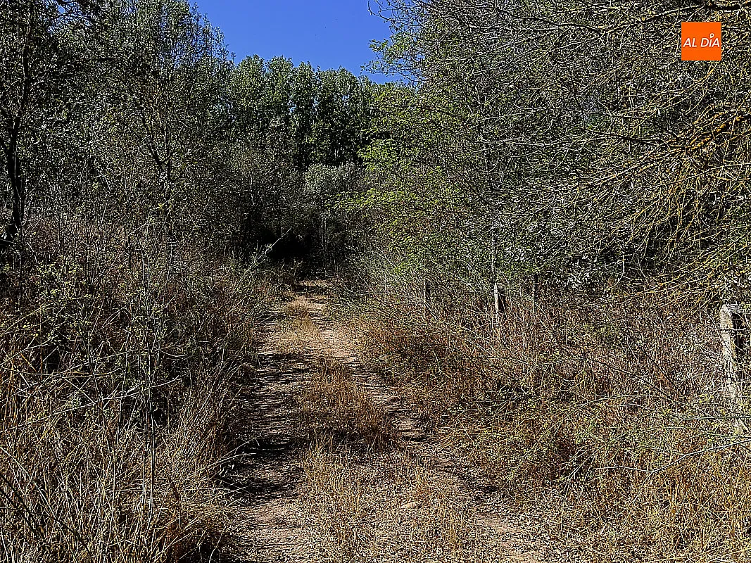 Foto 5 - El PSOE de Ciudad Rodrigo denuncia el mal estado de conservaci&oacute;n de la Ruta de los Molinos