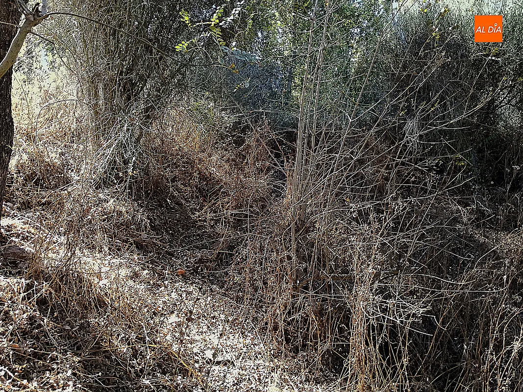 Foto 8 - El PSOE de Ciudad Rodrigo denuncia el mal estado de conservaci&oacute;n de la Ruta de los Molinos