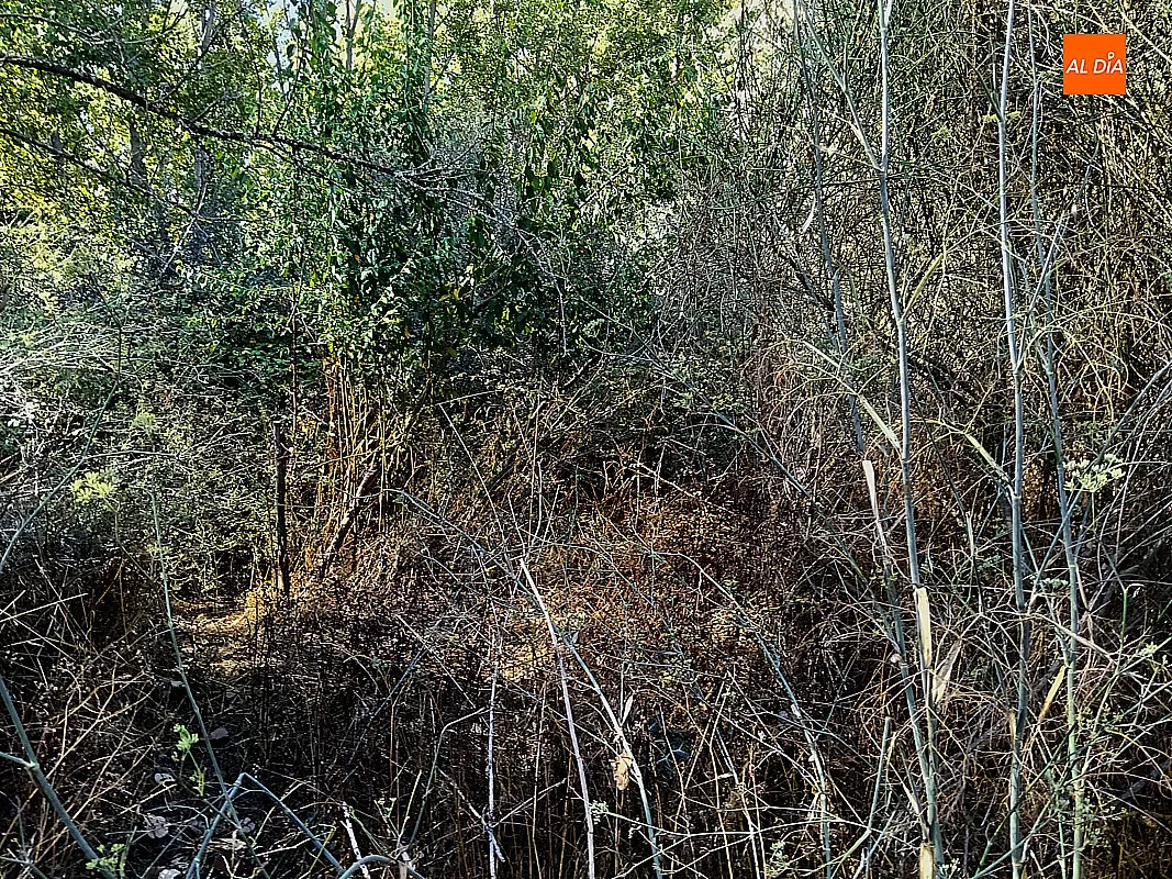 Foto 9 - El PSOE de Ciudad Rodrigo denuncia el mal estado de conservaci&oacute;n de la Ruta de los Molinos