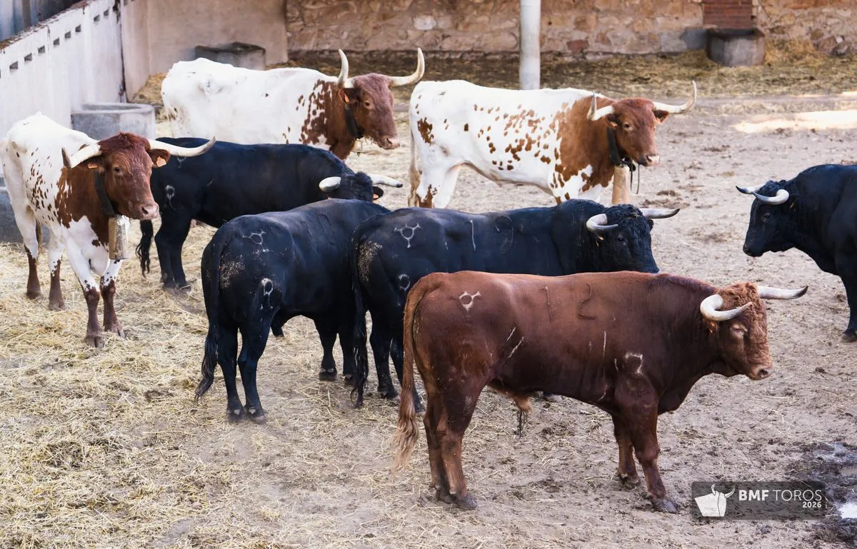 Novillos de Adelaida Rodríguez para abrir el segundo ciclo de la feria