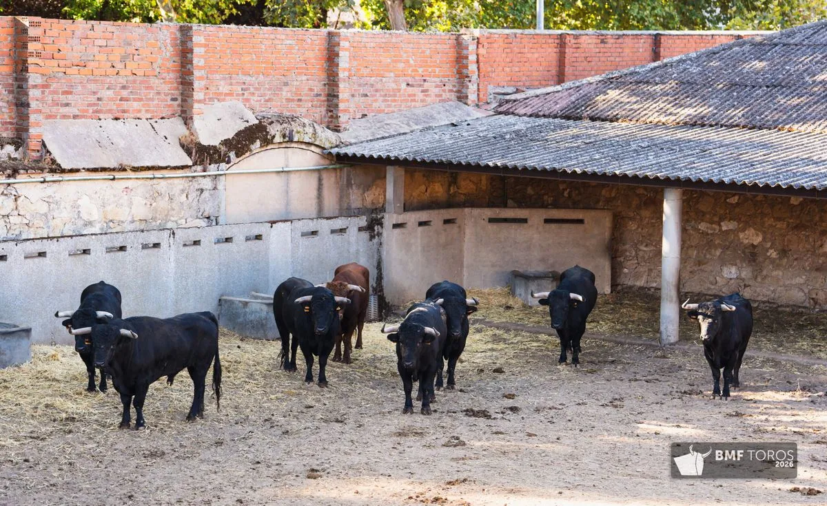 Novillos de Adelaida Rodríguez para abrir el segundo ciclo de la feria