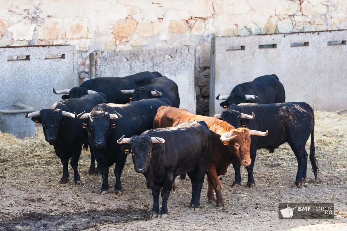 ORDEN DE LIDIA Y FOTOS | Seis novillos de Adelaida Rodríguez para abrir el segundo ciclo de la feria