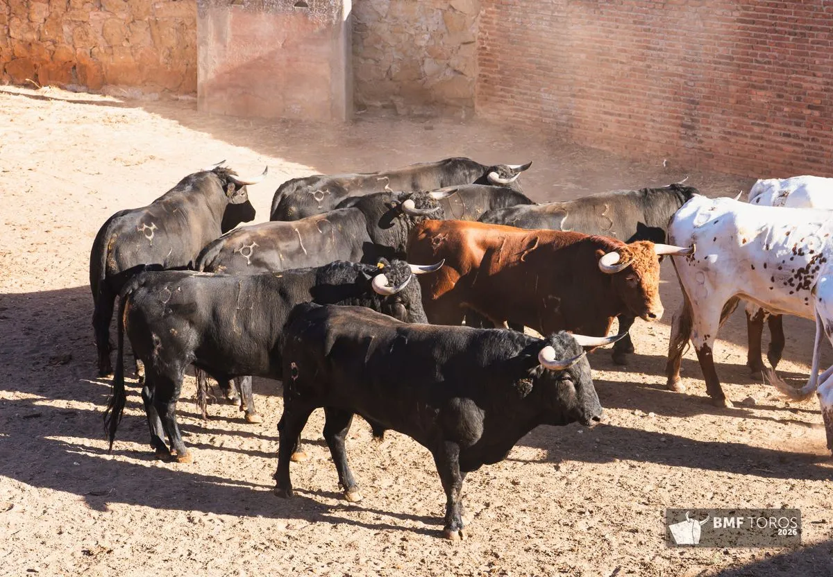 Novillos de Adelaida Rodríguez para abrir el segundo ciclo de la feria