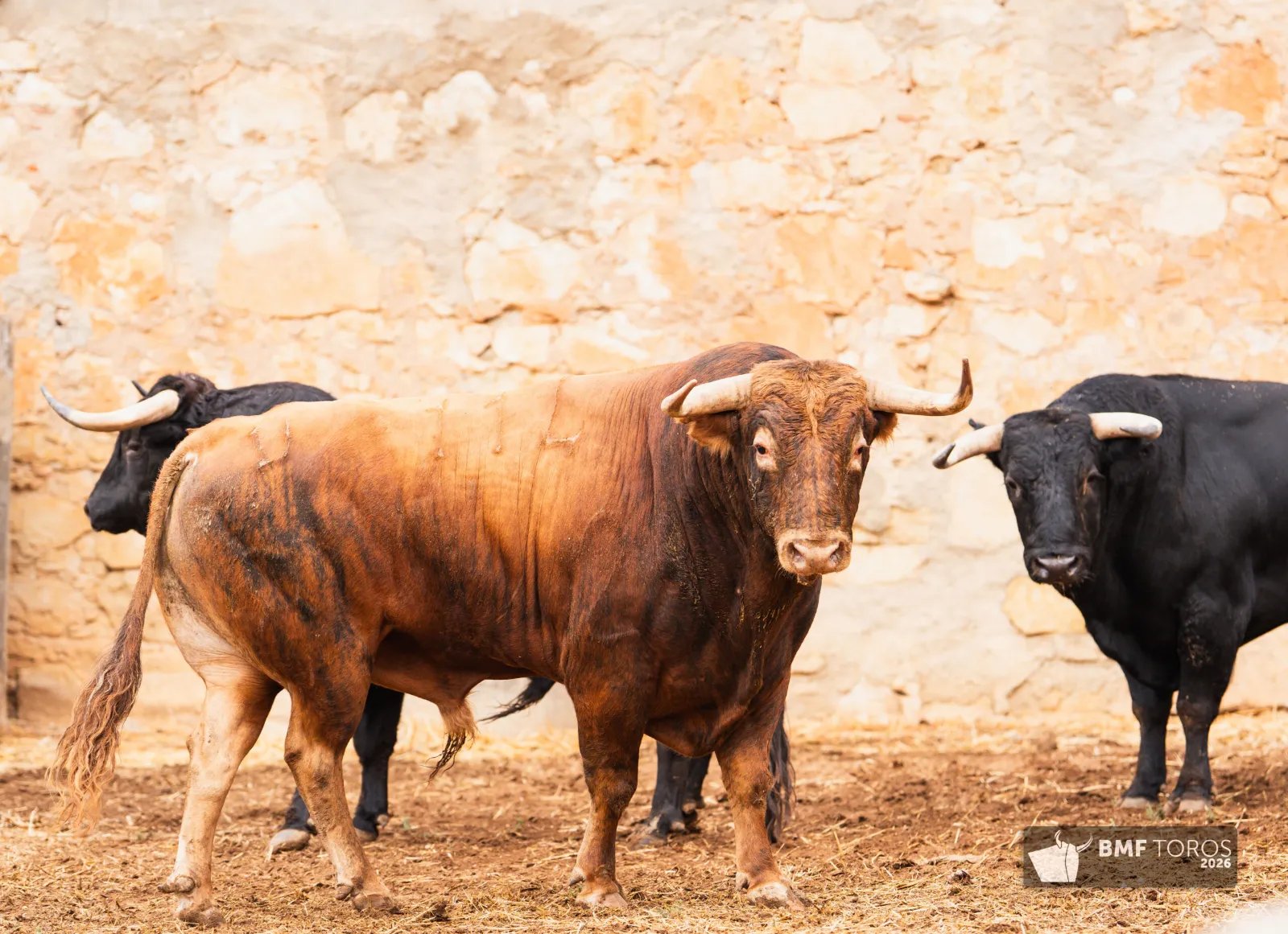 Fotos: BMF Toros