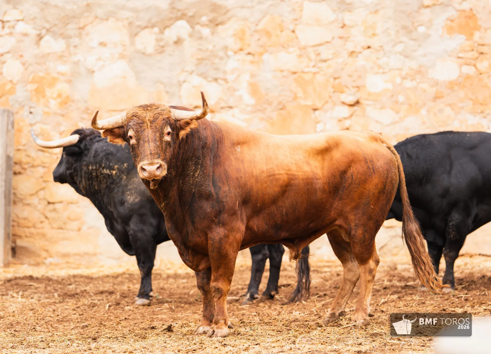 Fotos: BMF Toros